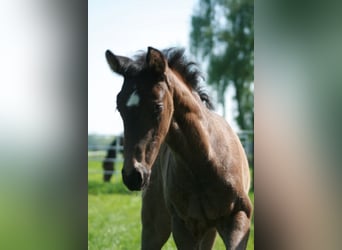 Hanoverian, Mare, , Black