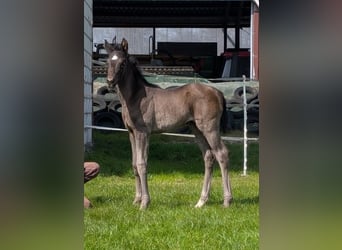 Hanoverian, Mare, , Black