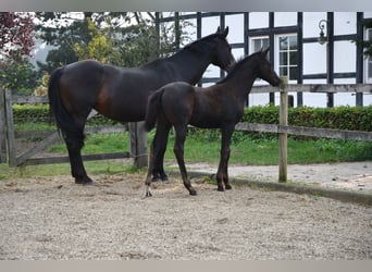 Hanoverian, Mare, Foal (05/2024), Black