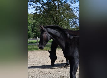 Hanoverian, Mare, Foal (05/2024), Black