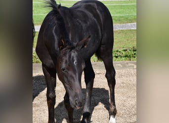 Hanoverian, Mare, Foal (05/2024), Black