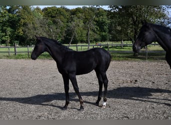 Hanoverian, Mare, Foal (05/2024), Black