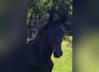 Hanoverian, Mare, Foal (01/2024), Black