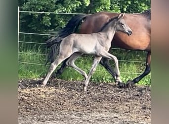 Hanoverian, Mare, Foal (05/2025), Black