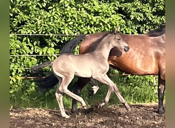 Hanoverian, Mare, Foal (05/2025), Black