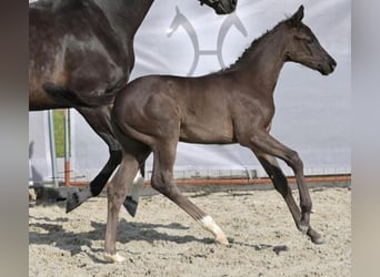 Hanoverian, Mare, Foal (03/2025), Black Hanoverian, Mare, Foal (03/2025), Black