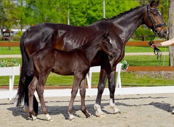 Hanoverian, Mare, , Black