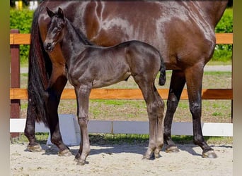 Hanoverian, Mare, , Black