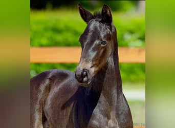 Hanoverian, Mare, , Black