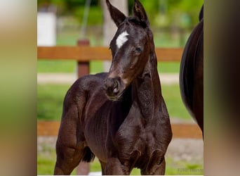 Hanoverian, Mare, , Black