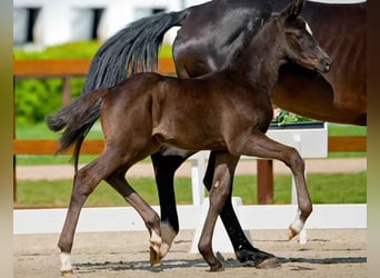 Hanoverian, Mare, , Black