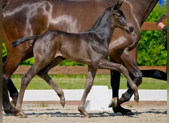 Hanoverian, Mare, , Black
