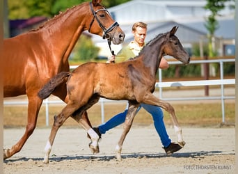 Hanoverian, Mare, Foal (06/2026), Black