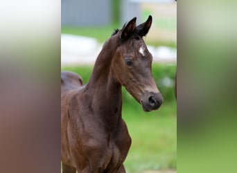 Hanoverian, Mare, Foal (05/2026), Black