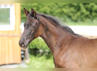 Hanoverian, Mare, , Black