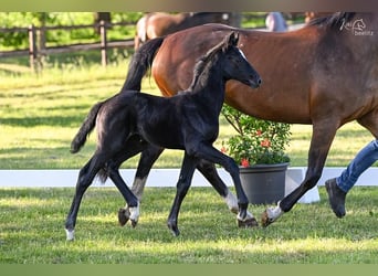 Hanoverian, Mare, Foal (05/2024), Black