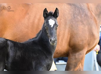 Hanoverian, Mare, Foal (05/2024), Black