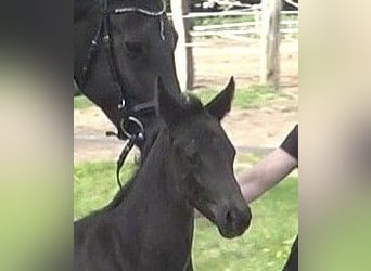 Hanoverian, Mare, , Black