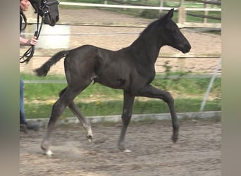 Hanoverian, Mare, , Black