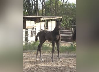Hanoverian, Mare, , Black