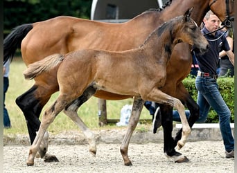 Hanoverian, Mare, Foal (05/2025), Brown