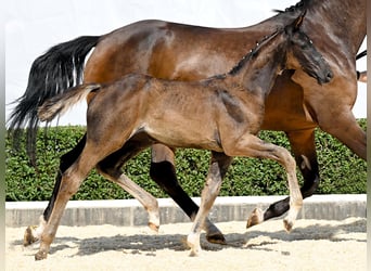 Hanoverian, Mare, Foal (05/2025), Brown