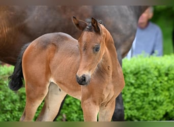 Hanoverian, Mare, , Brown
