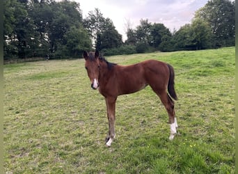 Hanoverian, Mare, Foal (04/2025), Brown