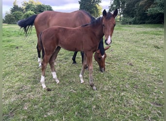 Hanoverian, Mare, Foal (04/2025), Brown