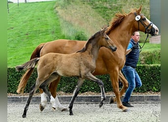 Hanoverian, Mare, Foal (02/2025), Brown