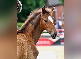 Hanoverian, Mare, Foal (02/2025), Brown