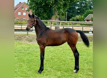 Hanoverian, Mare, Foal (03/2024), Brown