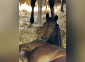 Hanoverian, Mare, Foal (03/2024), Brown