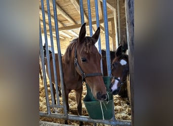 Hanoverian, Mare, Foal (04/2023), Brown