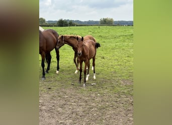 Hanoverian, Mare, Foal (04/2023), Brown