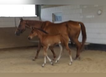 Hanoverian, Mare, Foal (05/2024), Brown