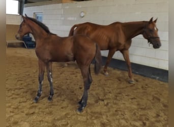 Hanoverian, Mare, Foal (05/2024), Brown