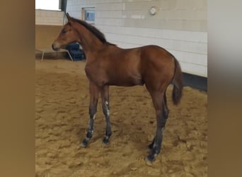 Hanoverian, Mare, Foal (05/2024), Brown