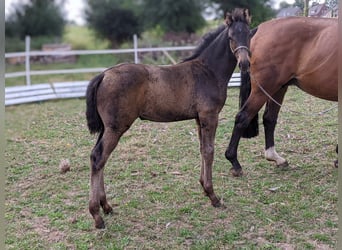 Hanoverian, Mare, Foal (06/2025), Brown