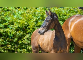 Hanoverian, Mare, Foal (04/2024), Brown