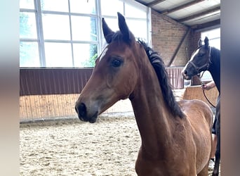 Hanoverian, Mare, Foal (04/2026), Brown