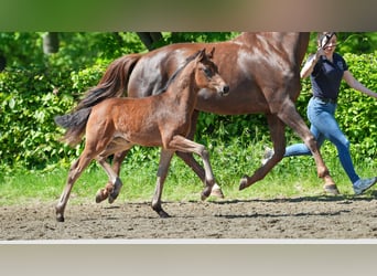 Hanoverian, Mare, , Brown