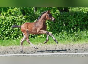 Hanoverian, Mare, , Brown