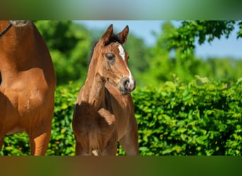 Hanoverian, Mare, , Brown