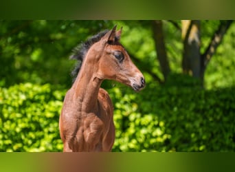 Hanoverian, Mare, , Brown