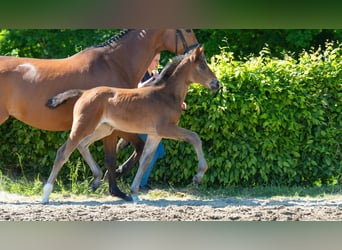 Hanoverian, Mare, , Brown