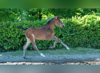 Hanoverian, Mare, , Brown
