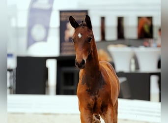 Hanoverian, Mare, Foal (03/2026), Brown