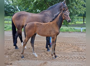 Hanoverian, Mare, Foal (04/2023), Brown