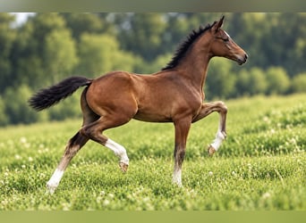 Hanoverian, Mare, Foal (01/2026), Brown